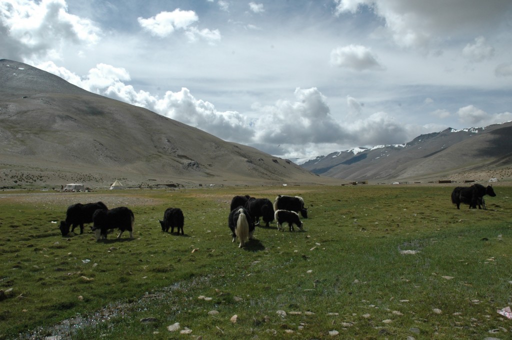Ladakh, area del Jangthang: estate, yaks al pascolo